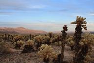 joshua-tree-california-joshua-tree-1024466.jpg