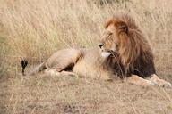 lion-africa-animal-serengeti-1021446.jpg