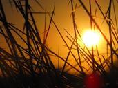 sunset-sunshine-silhouette-grasses-142186.jpg