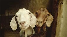 goat-animal-sheep-funny-big-ears-556375.jpg