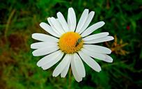 daisy-ox-eye-daisy-flower-plant-1469431.jpg