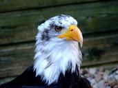 eagle-raptor-bird-1086682.jpg