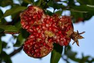 pomegranate-fruit-nature-food-1004393.jpg