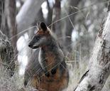 swamp-wallaby-kangaroo-standing-1577047.jpg