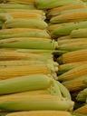 corn-corn-on-the-cob-corn-kernels-65282.jpg