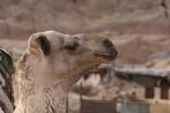 camel-animal-portrait-371854.jpg