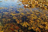 seaweed-baltic-sea-coast-beach-sea-1614647.jpg