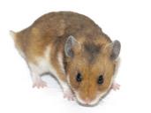 hamster-rodent-animal-pet-rodents-1596819.jpg