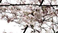 cherry-blossoms-flower-plant-705134.jpg