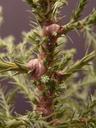 redwood-sprouts-redwood-branches-16447.jpg