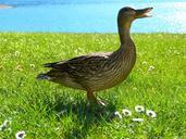 duck-mallard-croaking-bird-nature-475789.jpg