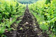 vineyard-napa-valley-nature-1170406.jpg