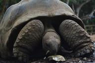 turtles-national-park-zoo-park-722036.jpg