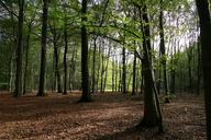 deciduous-forest-autumn-forest-495835.jpg