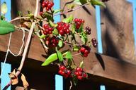 berries-red-ripe-fence-timber-1012643.jpg