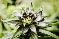 green-flower-bloom-nature-plant-615392.jpg