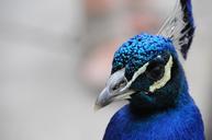 peacock-blue-bird-beak-animals-575123.jpg