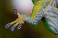 gecko-hand-sticky-nature-reptile-800887.jpg