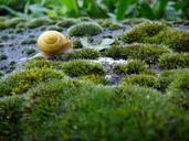 snail-shell-animal-wet-rain-173219.jpg