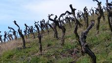 vines-vineyard-gnarled-vines-stock-345611.jpg