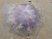 jellyfish-blue-jellyfish-57568.jpg