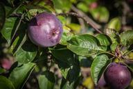 apple-fruit-autumn-apple-tree-786992.jpg