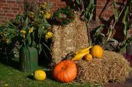 thanksgiving-pumpkin-474216.jpg