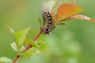 caterpillar-butterfly-caterpillar-892297.jpg