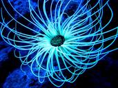 tube-anemone-cerianthus-membranaceus-1023773.jpg