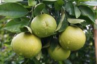 lime-fruit-citrus-fruit-green-food-383180.jpg