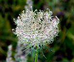 grassland-plants-pointed-flower-251550.jpg