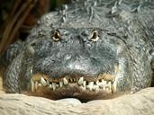 alligator-tooth-reptile-predator-959261.jpg