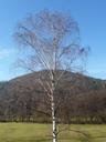 birch-nature-tree-246549.jpg