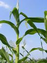 agriculture-cob-corn-green-maze-87738.jpg