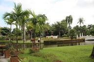 park-coconut-trees-grassland-694694.jpg