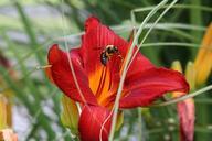 lily-bee-pollen-flower-nature-1034411.jpg