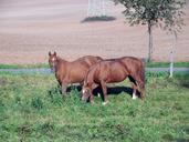 pasture-paddock-graze-coupling-969663.jpg