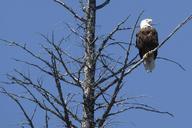 bald-eagle-dead-tree-branches-184229.jpg