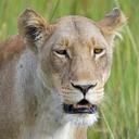 lion-safari-lioness-africa-226141.jpg