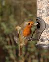 robin-flying-feeder-bird-flight-1255309.jpg