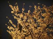 cherry-blossoms-cherry-night-108518.jpg