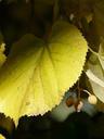 lime-leaf-linde-light-shadow-61810.jpg