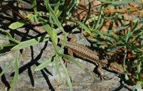 lizard-reptile-sun-stone-animal-539699.jpg