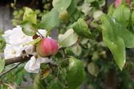 apple-orchard-apples-tree-garden-1556624.jpg