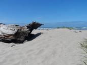 beach-driftwood-ocean-view-sand-365749.jpg