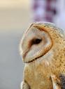 owl-barn-raptor-bird-eye-owl-597333.jpg