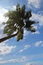 palm-summer-holiday-tree-exotic-1028012.jpg