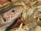 lizard-green-reptile-nature-634304.jpg