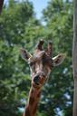 giraffe-animal-tongue-400348.jpg