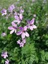 wildflowers-purple-green-flower-747266.jpg